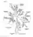 Fig. 08 - Primate T-lymphotropic viruses