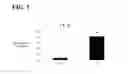 Fig. 06 - Methods for diagnosing oral or oral-pharyngeal cancer