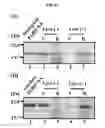 Fig. 08 - Proteins activating pro-phenoloxidase system and genes encoding the same