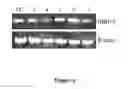 Fig. 07 - Stable cell lines and methods for evaluating gastrointestinal absorption of chemicals
