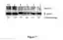 Fig. 08 - Stable cell lines and methods for evaluating gastrointestinal absorption of chemicals