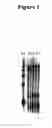 Fig. 02 - COMPOSITIONS FOR IMPROVED cDNA SYNTHESIS