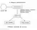 Fig. 01 - MOLECULAR APPROACHES FOR THE OPTIMIZATION OF BIOFUEL PRODUCTION
