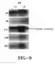 Fig. 10 - MOLECULAR APPROACHES FOR THE OPTIMIZATION OF BIOFUEL PRODUCTION