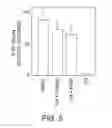 Fig. 08 - Compositions and methods for establishing and maintaining stem cells in an undifferentiated state