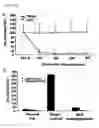 Fig. 07 - Efficient generation of neural progenitors, neurons, and dopaminergic neurons from human embryonic stem cells