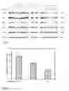 Fig. 02 - Inhibitors for brassinosteroid signalling