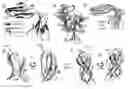 Fig. 01 - Crystal of human glycoprotein VI collagen binding domain