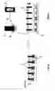 Fig. 08 - High-throughput cell transfection device and methods of using thereof