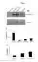 Fig. 06 - Methods for modulating the proliferation and differentiation potential of stem cells and progenitor cells