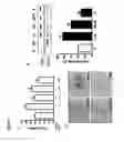 Fig. 02 - Methods for reducing CD36 expression