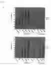 Fig. 06 - Methods and Compositions for Inhibiting Cell Death or Enhacing Cell Proliferation