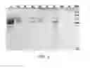 Fig. 06 - Compositions comprising fibrous polypeptides and polysaccharides