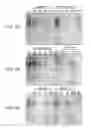 Fig. 07 - Compositions comprising fibrous polypeptides and polysaccharides
