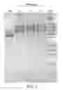 Fig. 08 - Compositions comprising fibrous polypeptides and polysaccharides