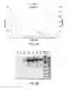Fig. 09 - Compositions comprising fibrous polypeptides and polysaccharides