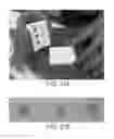 Fig. 22 - Compositions comprising fibrous polypeptides and polysaccharides