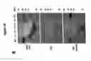 Fig. 06 - CHEMOKINE-BINDING PROTEIN AND METHODS OF USE