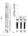 Fig. 07 - CHEMOKINE-BINDING PROTEIN AND METHODS OF USE