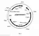 Fig. 07 - PROCESS FOR THE PRODUCTION OF A PEPTIDE