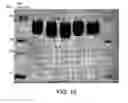Fig. 08 - Method of Producing Hydroxyalkyl Starch Derivatives