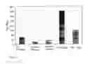 Fig. 09 - NEOPLASM SPECIFIC ANTIBODIES AND USES THEREOF