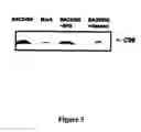 Fig. 06 - BACE455, AN ALTERNATIVE SPLICE VARIANT OF THE HUMAN BETA-SECRETASE
