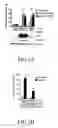 Fig. 02 - TP expression-inhibiting compound and siRNA sequence thereof