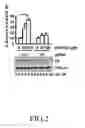 Fig. 03 - hnRNP K expression-inhibiting compound and siRNA sequence thereof