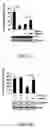 Fig. 04 - hnRNP K expression-inhibiting compound and siRNA sequence thereof