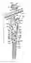 Fig. 01 - Polyaxial bone screw assembly
