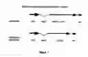 Fig. 02 - Methods for transforming plants to express δ-endotoxins