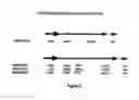 Fig. 03 - Methods for transforming plants to express δ-endotoxins