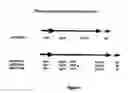 Fig. 04 - Methods for transforming plants to express δ-endotoxins