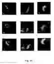 Fig. 09 - METHODS AND COMPOSITIONS FOR GENETIC TRANSFORMATION OF PLANT CHLOROPLASTS