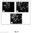 Fig. 10 - METHODS AND COMPOSITIONS FOR GENETIC TRANSFORMATION OF PLANT CHLOROPLASTS
