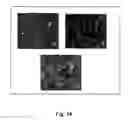Fig. 16 - METHODS AND COMPOSITIONS FOR GENETIC TRANSFORMATION OF PLANT CHLOROPLASTS