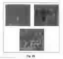 Fig. 17 - METHODS AND COMPOSITIONS FOR GENETIC TRANSFORMATION OF PLANT CHLOROPLASTS