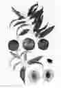 Fig. 02 - Nectarine tree denominated 'summer lion l'
