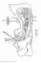 Fig. 05 - Method and system for determining tracheal and location information for a tracheal tube