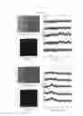 Fig. 08 - Surface enhanced raman scattering nano-tagging particle and method for preparing thereof