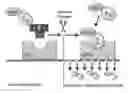 Fig. 01 - Methods and compositions using peptides and proteins with C-terminal elements