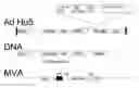 Fig. 01 - MOLECULAR ADJUVANT