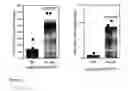 Fig. 09 - MOLECULAR ADJUVANT