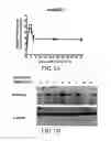 Fig. 02 - Expansion of hematopoietic stem cells