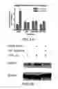 Fig. 03 - Expansion of hematopoietic stem cells