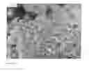 Fig. 08 - COMPOSITIONS AND METHODS FOR AUGMENTATION AND REGENERATION OF LIVING TISSUE IN A SUBJECT