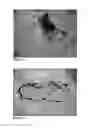 Fig. 28 - COMPOSITIONS AND METHODS FOR AUGMENTATION AND REGENERATION OF LIVING TISSUE IN A SUBJECT