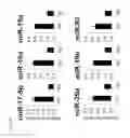 Fig. 05 - TH1-ASSOCIATED MICRORNAS AND THEIR USE FOR TUMOR IMMUNOTHERAPY