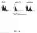 Fig. 04 - Antibodies to EGF receptor epitope peptides and uses thereof